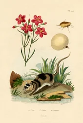 Chigger, 1833-39